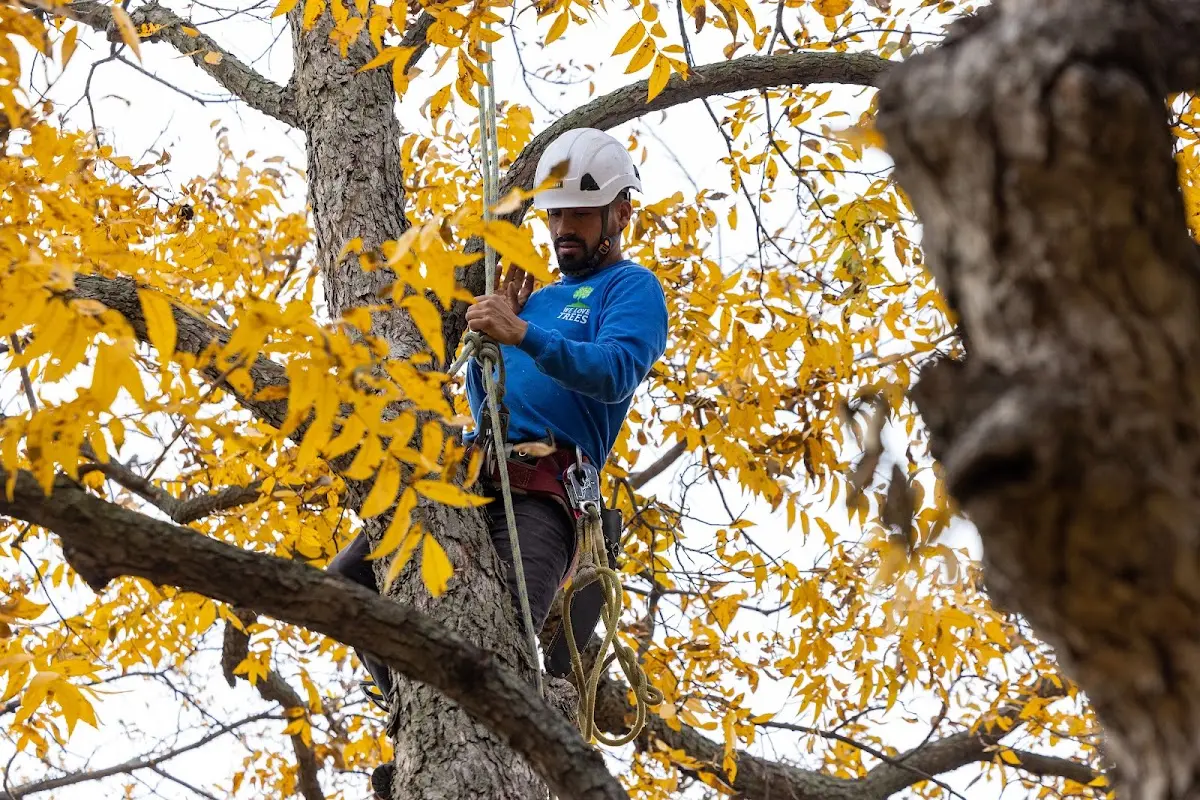 Skilled Tree Planing crew working in Salem
